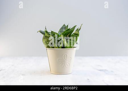 Sansevieria Hahnii oder Vogelnestpflanze in einem schönen Eisentopf Stockfoto