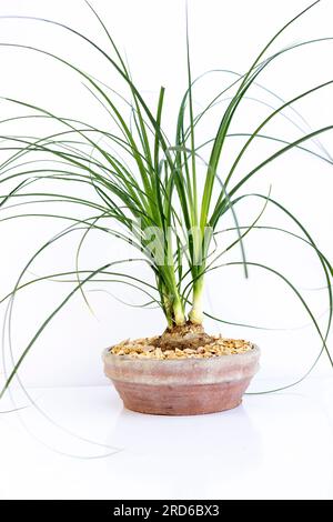 Beaucarnea recurvata Ponytail palm isoliert auf weißem Hintergrund Stockfoto