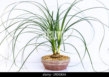 Die Beaucarnea recurvata, auch bekannt als Pferdeschwanz-Palme, oder Nolina, ist eine Hauspflanze mit einem geschwollenen, dicken, braunen Stiel und dem langen, engen, lockigen, grünen Laub Stockfoto