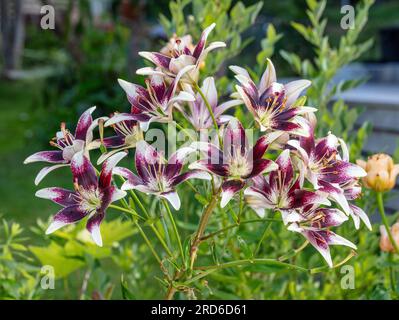 'Tango Cappuccino' Asiatische Lilie, Asiatisk lilja (Lilium asiatica) Stockfoto