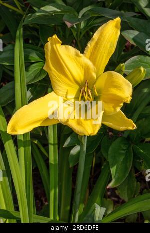 "Big Bird" Daylily, Daglilja (Hemerocallis) Stockfoto