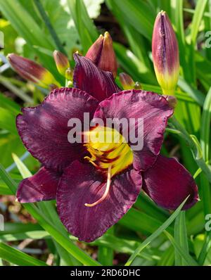 'Bela Lugosi' Taglilie, Daglilja (Hemerocallis) Stockfoto