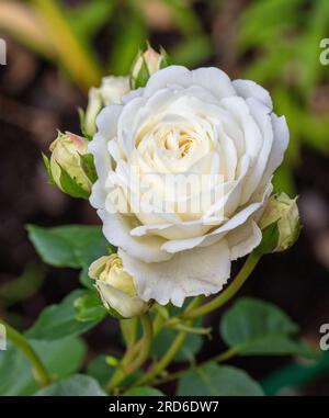 "Ruhe, Ausnoble 'English Rose, Engelsk ros (Rosa) Stockfoto