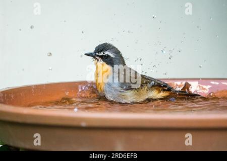 Cape Robin Chat Bird (Cossypha Caffra) bei einem Bad im Wasser in einem Garten in Kapstadt, Südafrika Stockfoto