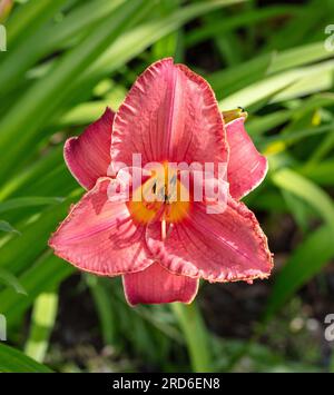 "Forsyth Doppel Datum "Daylily, Daglilja (Hemerocallis) Stockfoto