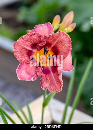 "El Torheit' Daylily, Daglilja (Hemerocallis) Stockfoto