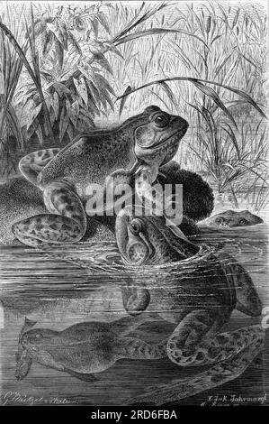 zoologie / Tiere, Amphibien, Frosch, amerikanischer Ochsenfrosch (Rana catesbeiana), URHEBERRECHT DES KÜNSTLERS MUSS NICHT GEKLÄRT WERDEN Stockfoto