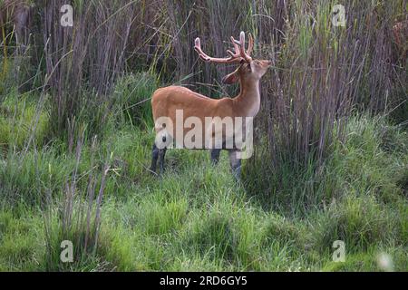 Ein wunderschöner Hirsch versucht, das hohe Gras in der Wildnis zu fressen Stockfoto