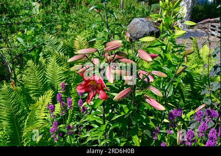 Bunte Lilie mit Wassertropfen nach einem Sommerregen Stockfoto