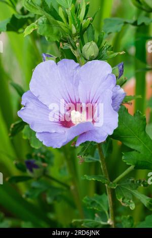 Hibiscus syriacus Oiseau Bleu, Baumscheiteltier, Rose von Sharon, Hibiscus syriacus Blauer Vogel, Spätblütenstrauch, Trompetenform, hellblaue Blume, Stockfoto