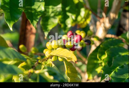 Rote und grüne Kaffeebohnenbeeren auf dem Baum, grüne Blätter Stockfoto