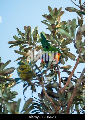 Farbenfrohes Rainbow Lorikeet in einem Küstenbanksia-Baum, der kopfüber hängt, um einen gelben Blumendorn voller Nektar zu erreichen Stockfoto