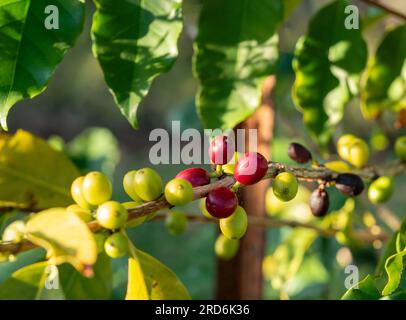 Kaffeebohnen in verschiedenen Reifegraden wachsen in Bündeln auf einem Stamm auf einem Baum, grüne Blätter Stockfoto