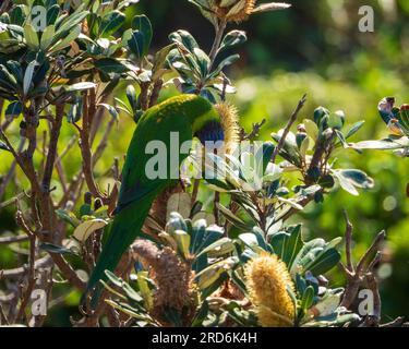 Farbenfrohes Rainbow Lorikeet in einem Küstenstreifen, der sich gedreht hat, um Nectar von den gelben Blumentürmen zu ernähren Stockfoto