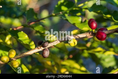 Kaffeebohnen im Inneren, Kirschen wachsen in Clustern auf einem Stängel, verschiedene Reifegrade Stockfoto