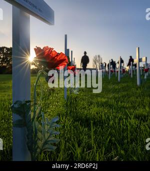 Sonnensterne leuchten durch weiße Kreuze und roten Mohn. Die Worte auf dem weißen Kreuz lauten „29/10/1918-WWI“. Anzac-Gedenkfeier. Vertikales Format. Stockfoto
