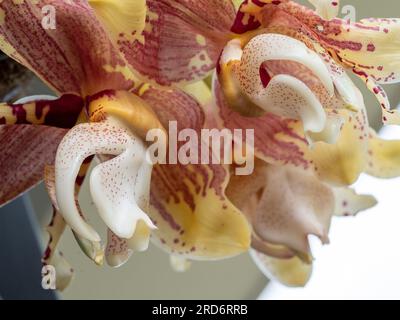 Stanhopea oder umgedrehte Orchideenblüten in Blütenform und Blütendetails, rotes Muster auf Gelb Stockfoto