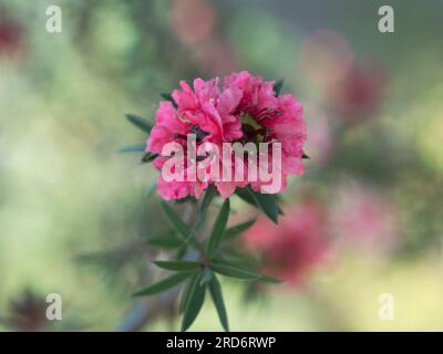 Zwei wunderschöne rosa Teebaumblüten und grüne Blätter, Leptospermum Ballerina, Doppelblüten Stockfoto