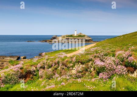 18. Mai 2023: Godrevy Head, Cornwall, Vereinigtes Königreich - Godrevy Head und Godrevy Lighthouse an einem sonnigen Frühlingstag und eine Fülle von blühenden Seegründen. Stockfoto