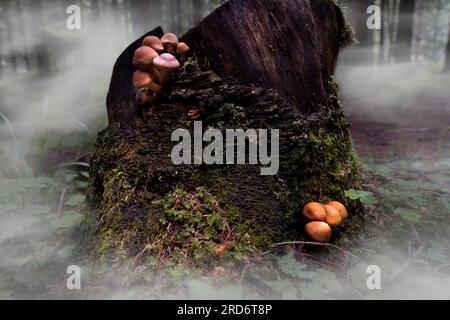 armillaria gallica Pilze, die auf einem Holzstamm in einem Wald wachsen Stockfoto