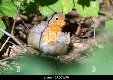 Europäisches Rotkehlchen (Erithacus rubecula) sonnt sich im Sommer mit aufgewirbelten Federn, Sonnenbadeverhalten, England, Großbritannien Stockfoto