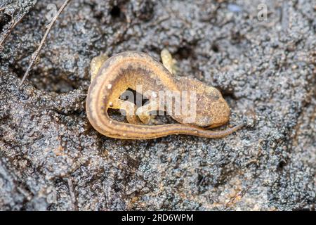 Palmatenmolch eft (Lissotriton helveticus), terrestrische juvenile Amphibienarten in feuchtem Schlamm unter einem Baumstamm, Surrey, England, Vereinigtes Königreich Stockfoto