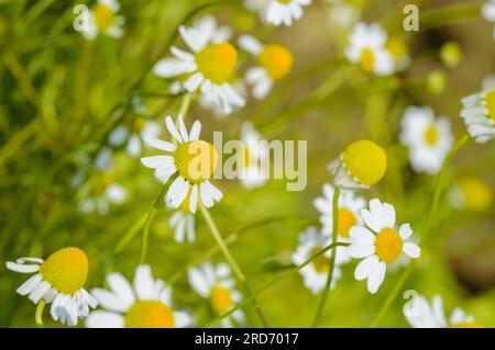 Kamillenblüten in einem Sommergarten. Kamillenkräuter zur Kräuterinfusion anbauen. Selektiver Fokus Stockfoto