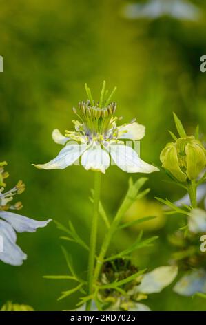 Nigella sativa in einem Garten. Nahaufnahme der Blume von Muskatnuss (Nigella). Speicherplatz kopieren. Stockfoto