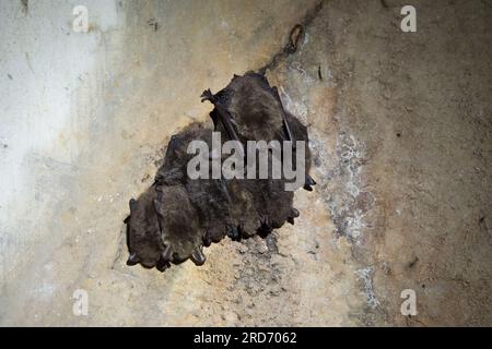 Westliche barbastelle Fledermaus im Tunnelsystem des Festungsfront oder-Warthe-Bogen in Polen. Stockfoto