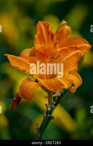Üppige, farbenfrohe, lebendige Tageslilie Blume aus der Nähe Stockfoto