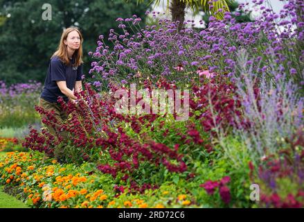 Polly Stevens, die Dekorationsleiterin, arbeitet in diesem Sommer zum ersten Mal mit Penstemon, Verbena und anderen Herbaceuos Perrenials und immergrünen, die vor dem Palm House in den Londoner Kew Gardens gepflanzt wurden, um den Wasserverbrauch zu reduzieren und Bestäuber zu ermutigen. Bilddatum: Mittwoch, 19. Juli 2023. Stockfoto