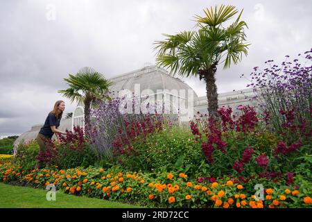 Polly Stevens, die Dekorationsleiterin, arbeitet in diesem Sommer zum ersten Mal mit Penstemon, Verbena und anderen Herbaceuos Perrenials und immergrünen, die vor dem Palm House in den Londoner Kew Gardens gepflanzt wurden, um den Wasserverbrauch zu reduzieren und Bestäuber zu ermutigen. Bilddatum: Mittwoch, 19. Juli 2023. Stockfoto