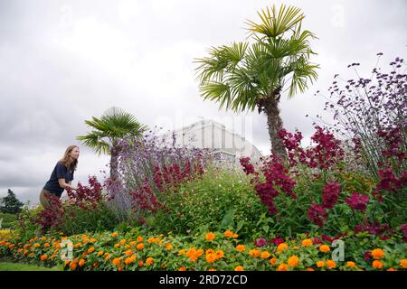 Polly Stevens, die Dekorationsleiterin, arbeitet in diesem Sommer zum ersten Mal mit Penstemon, Verbena und anderen Herbaceuos Perrenials und immergrünen, die vor dem Palm House in den Londoner Kew Gardens gepflanzt wurden, um den Wasserverbrauch zu reduzieren und Bestäuber zu ermutigen. Bilddatum: Mittwoch, 19. Juli 2023. Stockfoto