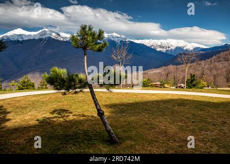 Ein kleiner einsamer Kiefernbaum in einem Bergdorf vor dem Hintergrund schneebedeckter Berggipfel Stockfoto