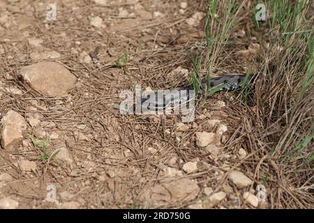 Latastes Viper Stockfoto