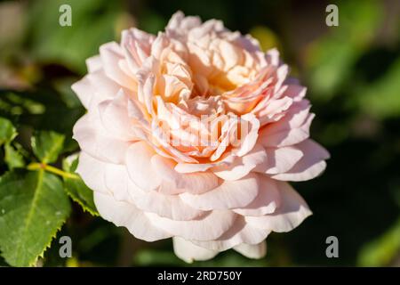 Nahaufnahme einer englischen Strauchrose, gezüchtet von David Austin, (Ausearnshaw) Emily Bronte Varietät Stockfoto