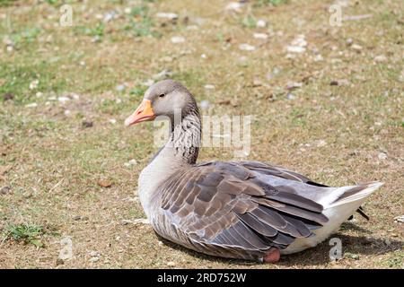 Greylag Goose, Anser anser ruht auf Gras, Dorset, England, Großbritannien Stockfoto