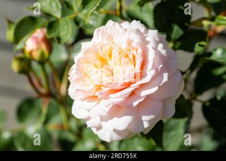 Nahaufnahme einer englischen Strauchrose, gezüchtet von David Austin, (Ausearnshaw) Emily Bronte Varietät Stockfoto