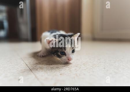 Neutrale Innenumgebung mit niedlichem Kätzchen im Vordergrund. Tabby Kätzchen lehnt sich auf beige gefliesten Boden. Das kleine Haustier-Konzept. Hochwertiges Foto Stockfoto