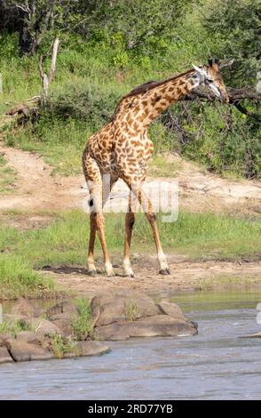 Giraffen sind immer vorsichtig, wenn sie sich dem Wasser nähern. Sie sind am verletzlichsten, wenn sie trinken, und sie wissen, dass Raubtiere oft in einem Hinterhalt lauern. Stockfoto