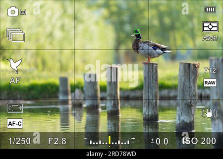 Vogelaugenfokus-Erkennung in einem Kamerasucher mit den fotografischen Einstellungen Stockfoto
