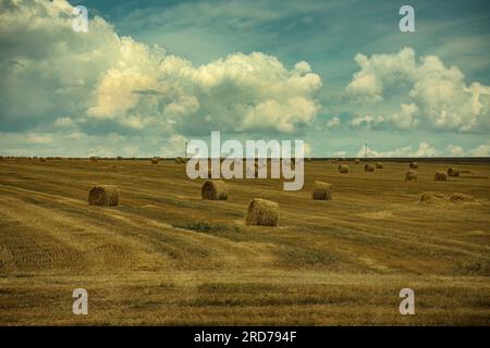 Harvest time, mowed field of wheat and haystacks on the field. Blue sky with white clouds Stockfoto