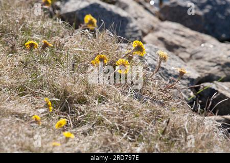 TUSSILAGO FARFARA Coltsfoot Stockfoto