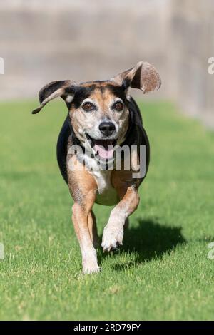 Beagle rennt im Gras und lächelt, während seine Ohren rausfliegen Stockfoto