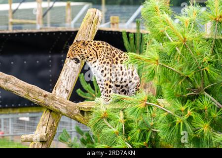 Amur Leopard (Panthera Pardus) im Yorkshire Wildlife Park, Doncaster UK Stockfoto