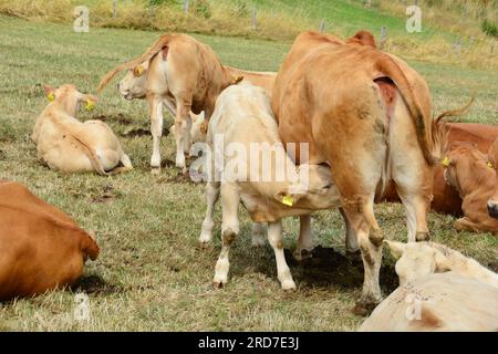 Hungriges Kalb liebt Muttermilch Stockfoto