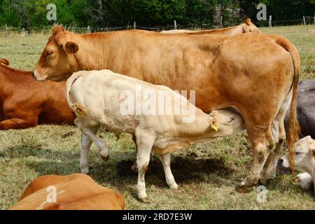 Hungriges Kalb liebt Muttermilch Stockfoto