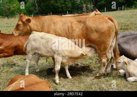 Hungriges Kalb liebt Muttermilch Stockfoto