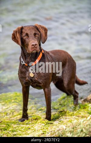 labrador und springer Spaniel Cross, Springerdor Pistolenhund, Labradinger Gundog, niedlich aussehender Schütze. Stockfoto