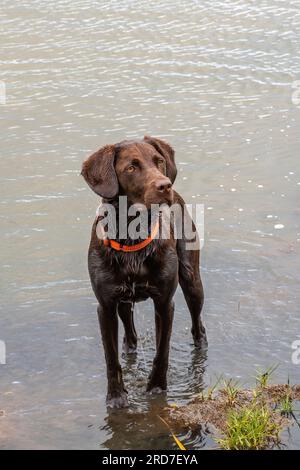 labrador springer Spaniel Cross, Labradinger, Springerdor, Hund sieht süß aus, steht in einem Fluss und wartet auf Anweisungen. Stockfoto